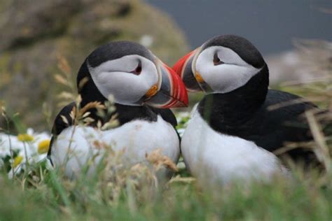 Puffins: The Best Places to See Them in Iceland | Hey Iceland blog