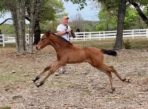 Three Offspring by Sea Lion xx - Warmblood Breeding