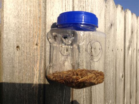 Blue Bird Feeder DIY for mealworms handmade using a plastic jar from ...