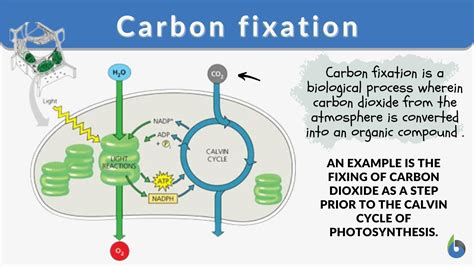 Carbon fixation - Definition and Examples - Biology Online Dictionary