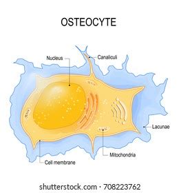 425 Osteoblast Images, Stock Photos, 3D objects, & Vectors | Shutterstock