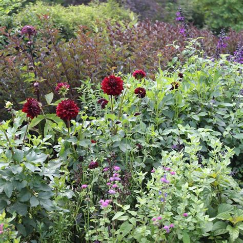 Growing Dahlias in Hot Weather - Longfield Gardens | Longfield gardens ...