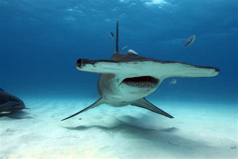 Hammerhead Shark Size And Weight | Blog Dandk