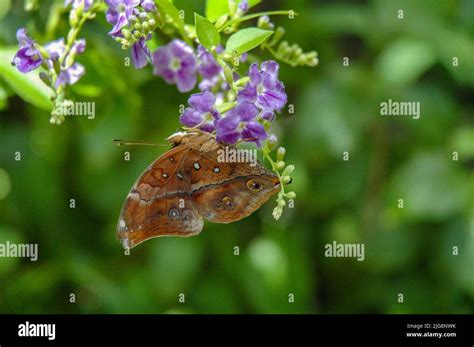 Butterfly at the Sertoma Butterfly House in Sioux Falls, SD Stock Photo ...