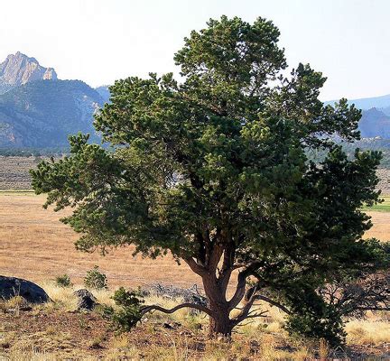 Pine Pinon | Sierra Vista Growers