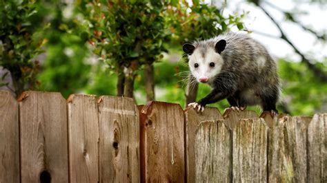 The Three Species Of Opossum In The Amazon Rainforest ...