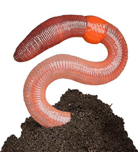 earthworm worm PNG transparent image download, size: 500x550px