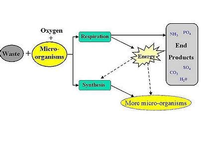 Lesson 3: Aerobic and Anaerobic Digestion