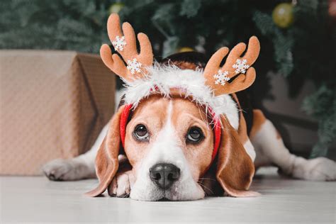 Christmas Beagle (2) | Rothay Manor Ambleside