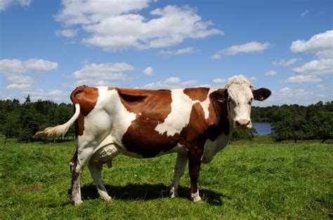 Guernsey Cattle: Heritage Livestock Breeds – Mother Earth News