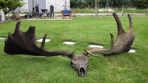 Antlers of giant Irish elk found at bottom of Lough Neagh | UTV - ITV News