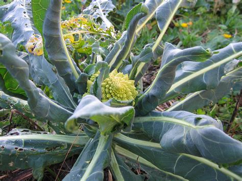 Broccoli Romanesco head | A Romanesco Broccoli plant growing… | Flickr