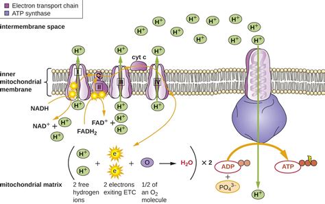 Metabolic Pathways | Microbiology