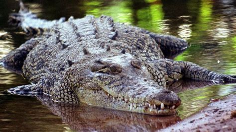 Australian farmer Colin Deveraux survives crocodile attack by biting ...