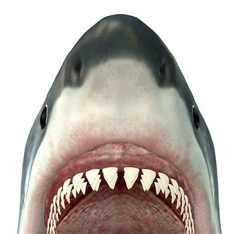 Best Shark Teeth Stock Photos, Pictures & Royalty-Free Images - iStock