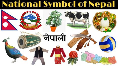 National Symbol of Nepal || नेपालको राष्ट्रिय प्रतीकहरू (चिह्न) - YouTube