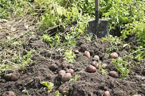 How to Start Home Gardening in Maine (ME) for Beginners: From Scratch ...