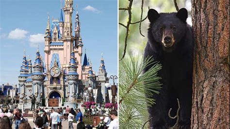 Disney World Partially Closed After Wild Bear Sneaks Inside