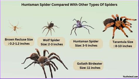 Huntsman Spider Size: Compared With Others Types Of Spiders