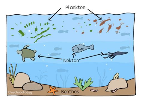 What is nekton in a healthy aquatic ecosystem? – Eschooltoday