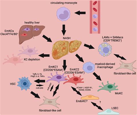 Liver Histology Kupffer Cells