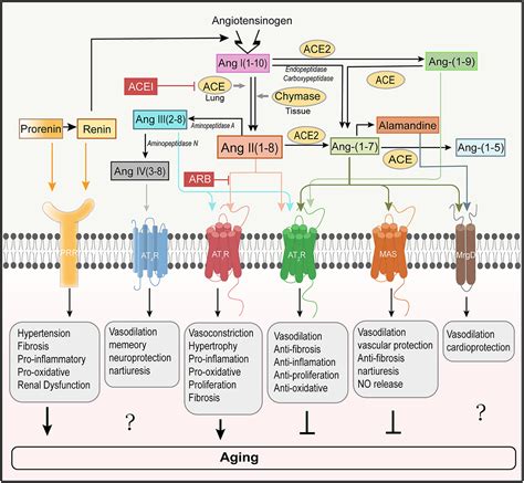 Frontiers | Role of angiotensin II in aging