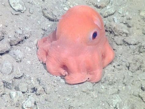 14 Dumbo Octopus Facts - Fact Animal