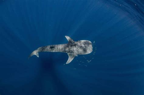 Research & Knowledge | Whale Shark & Marine Environment | ECOCEAN