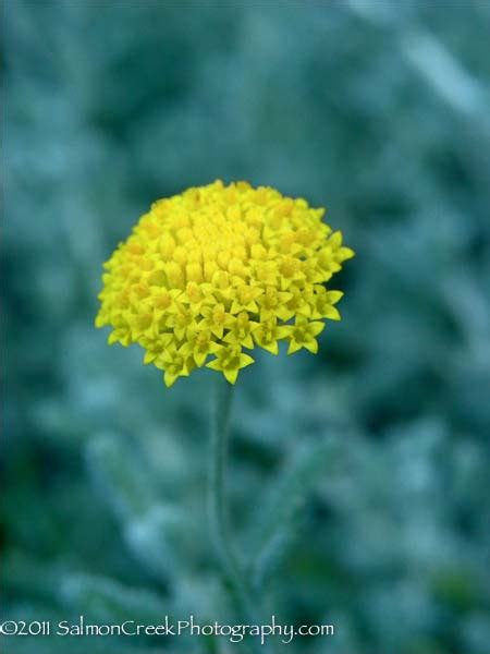 Santolina chamaecyparissus at Digging Dog Nursery