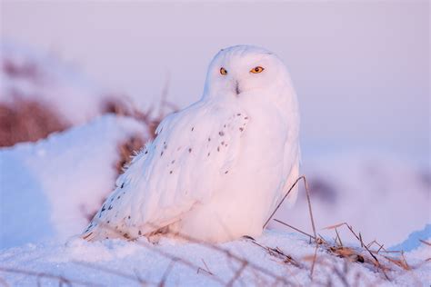 Download Bird Owl Snow Winter Animal Snowy Owl 4k Ultra HD Wallpaper