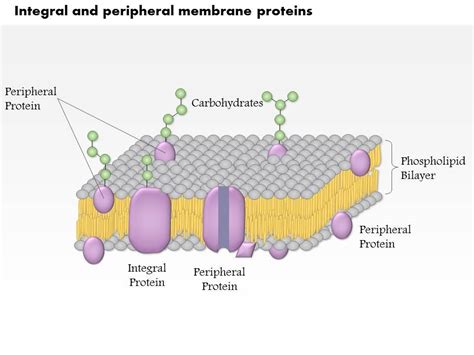 Peripheral Proteins