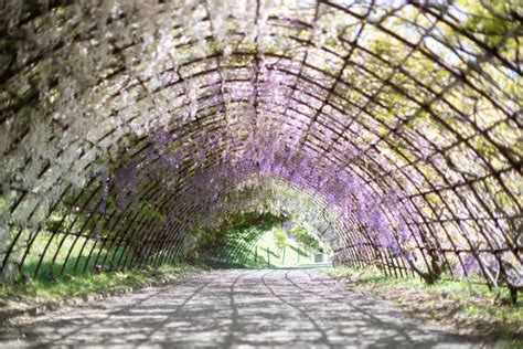 670+ Wisteria Tunnel Stock Photos, Pictures & Royalty-Free Images - iStock