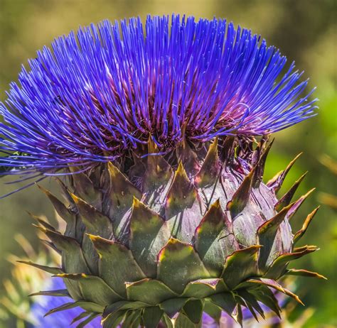 Cynara Cardunculus