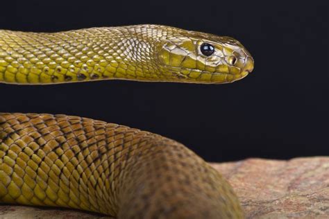 Australian viper | Inland taipan, Australian reptile park, Snake