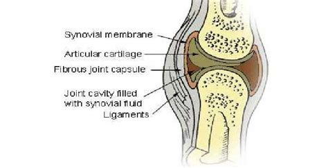 Synovial Membrane