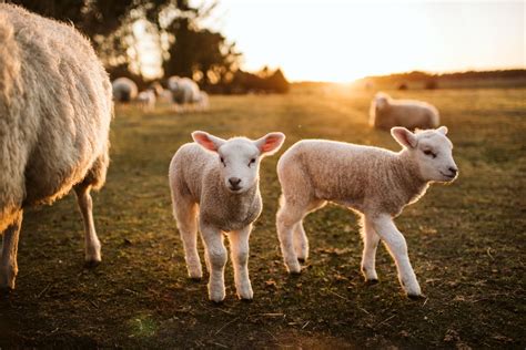 Sheep sisters give birth to 11 lambs in farming miracle