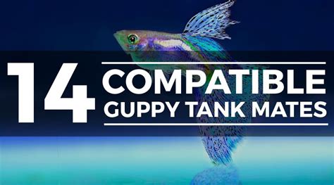 14 Awesome Guppy Tank Mates (Compatibility Guide)