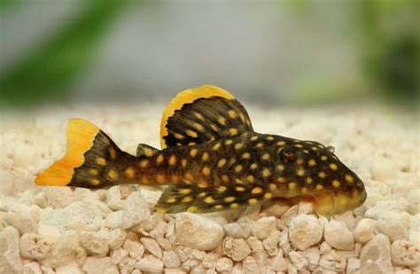 Gold Nugget Pleco 101: Care, Diet, Tank Size, Tank Mates & More ...