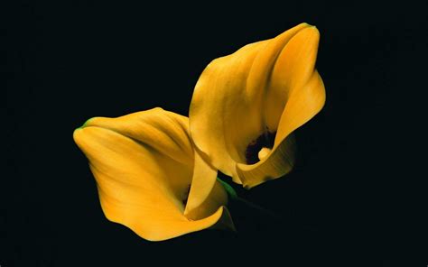 lilies, Yellow Flowers, Flowers, Black Background Wallpapers HD ...