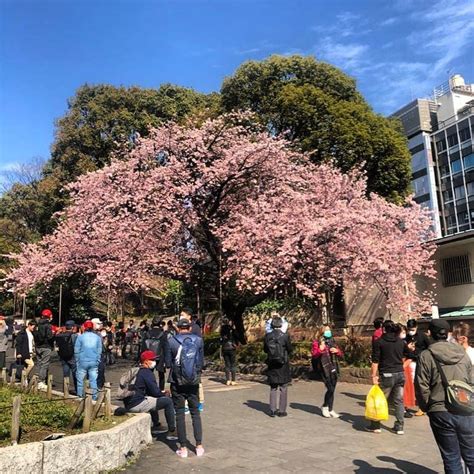 Cherry Blossoms at Ueno Park. Cherry blossoms (Sakura) full bloom ...