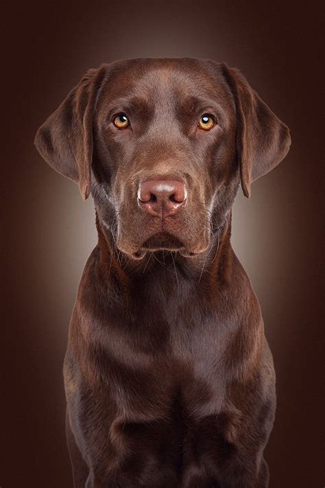 'Quentyn' by Daniel Hohlfeld. | Perro labrador, Perro labrador ...