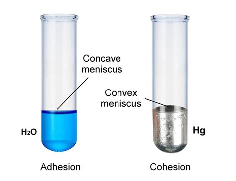 Meniscus Diagram | Quizlet