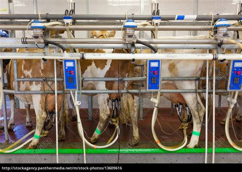 Cow milking facility in a modern farm - Royalty free photo #13609616 ...