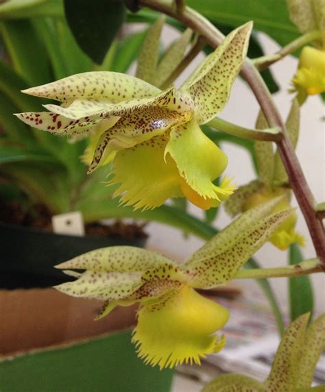 Catasetum fimbriatum | Unusual flowers, Beautiful orchids, Rare flowers