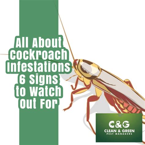 All About Cockroach Infestations: 6 Signs to Watch Out For · Clean ...