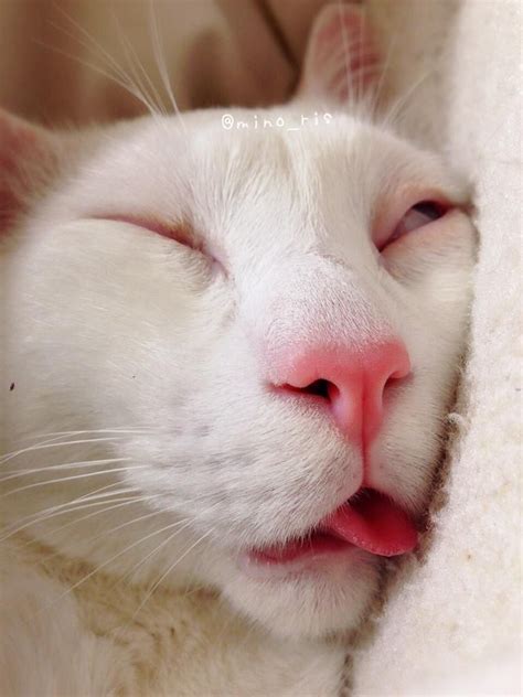 Similar to my sleeping face Funny Animal Photos, Cute Funny Animals ...