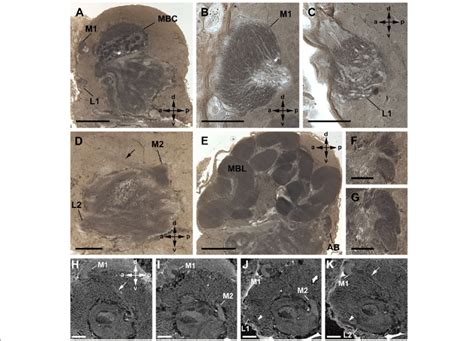 General anatomy of visual neuropils and protocerebrum in Amblypygi ...