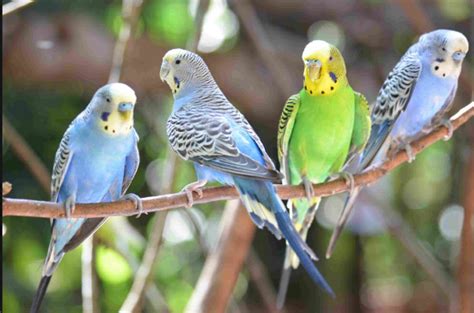 Australian Parrot | Cat For Sale | All Pets Animals