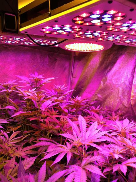 Which LED Grow Lights Are Best for Growing Cannabis? | Grow Weed Easy