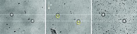 FIG. S2. Calibration of the hydrogel rigidity. (A) Columns with r = 5.4 ...